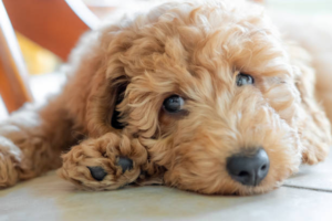 Mini Golden Doodles for Sale: Preparing Your Home for a New Companion