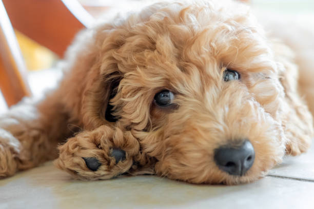 Mini Golden Doodles for Sale: Preparing Your Home for a New Companion